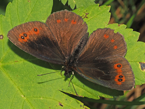 Scotch Argus