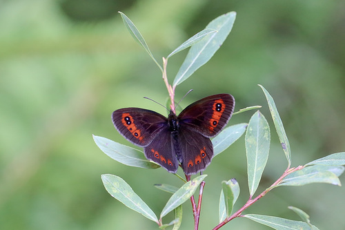 Scotch Argus