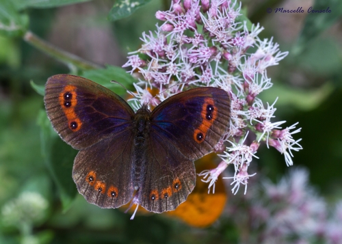 Scotch Argus