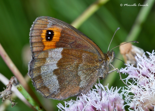 Scotch Argus