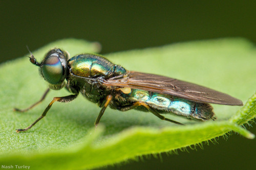 Broad Centurion Fly