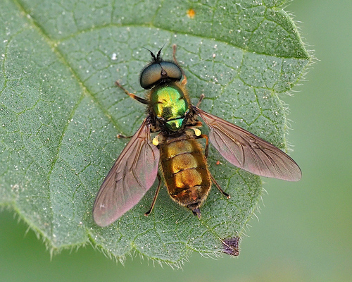 Broad Centurion Fly