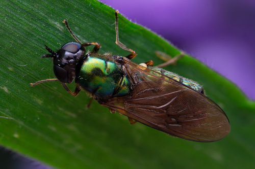 Broad Centurion Fly