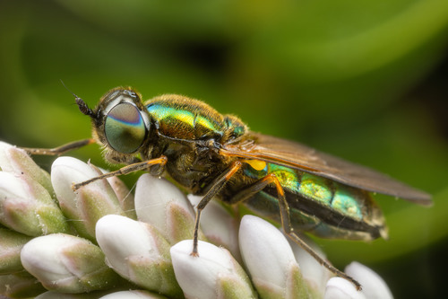Broad Centurion Fly