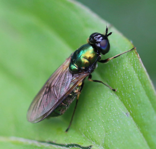 Broad Centurion Fly