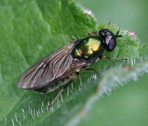 Broad Centurion Fly