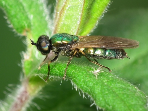 Broad Centurion Fly