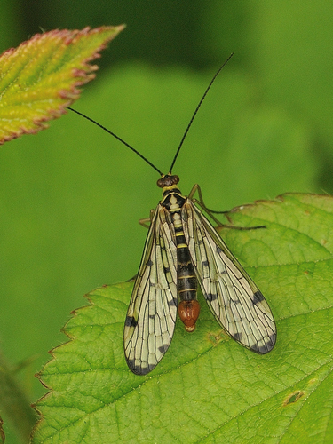 German Scorpionfly