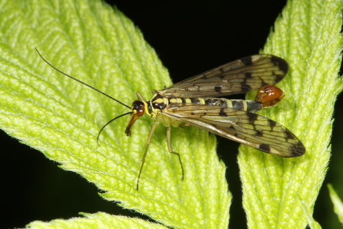 German Scorpionfly