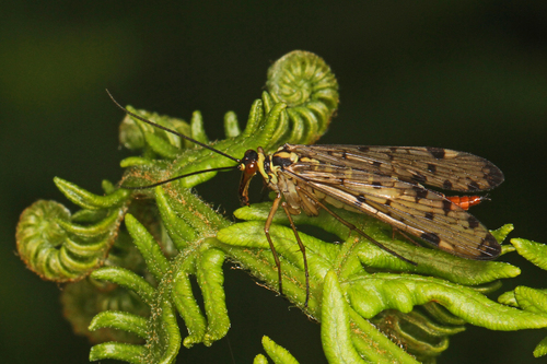 German Scorpionfly