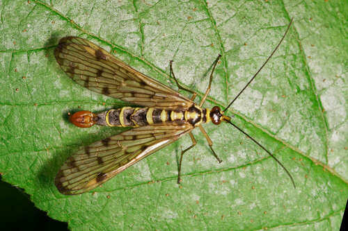German Scorpionfly