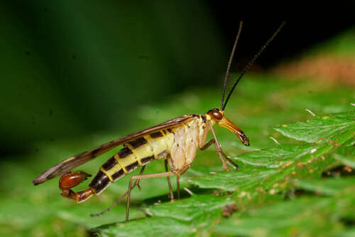 German Scorpionfly