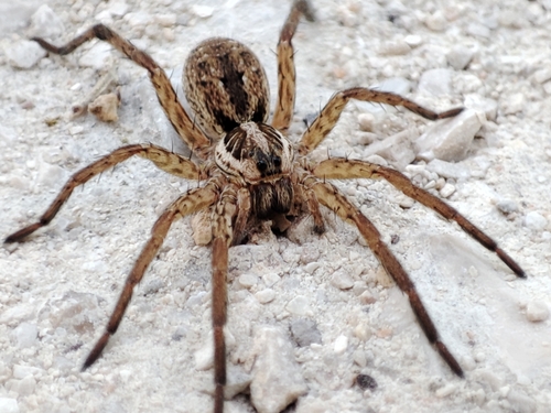 Radiated Wolf Spider