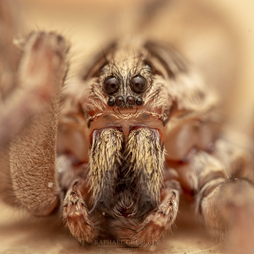 Radiated Wolf Spider