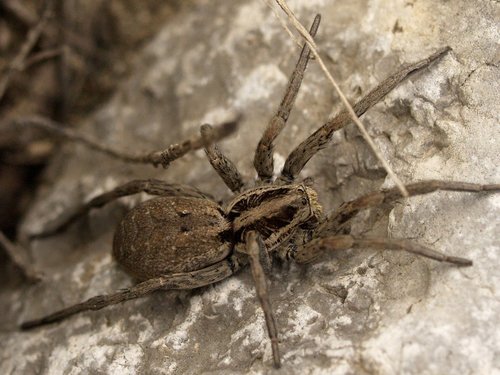 Radiated Wolf Spider