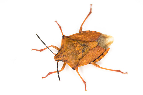 Red Shield Bug