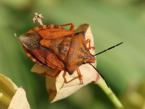 Red Shield Bug