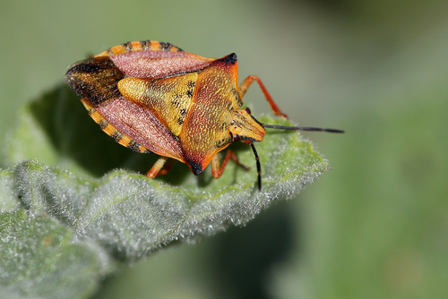 Red Shield Bug