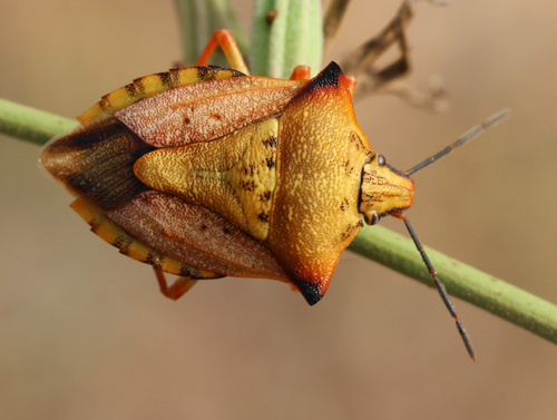 Red Shield Bug