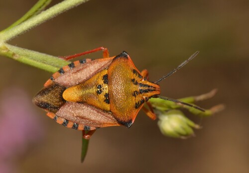 Red Shield Bug