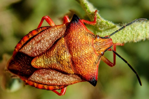 Red Shield Bug