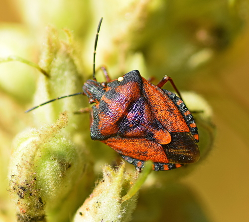 Red Shield Bug