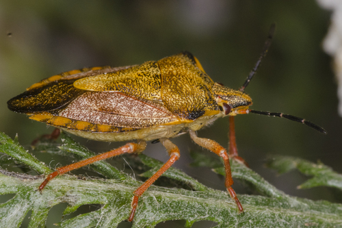 Red Shield Bug