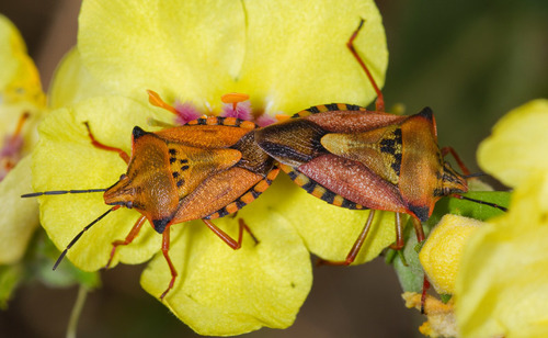 Red Shield Bug