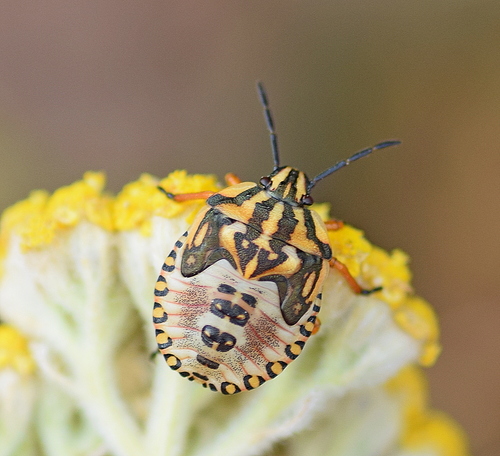 Red Shield Bug