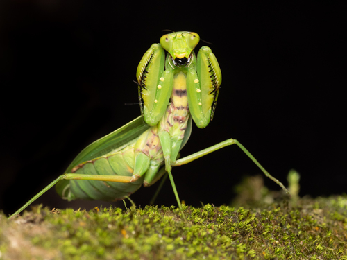 Giant Asian Mantis