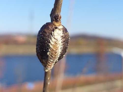 Giant Asian Mantis