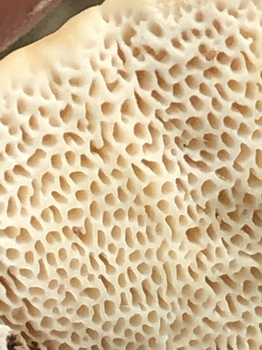 Latte Bracket