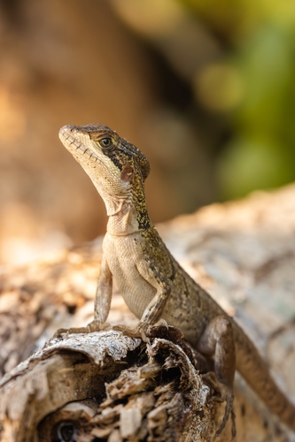 Brown Basilisk