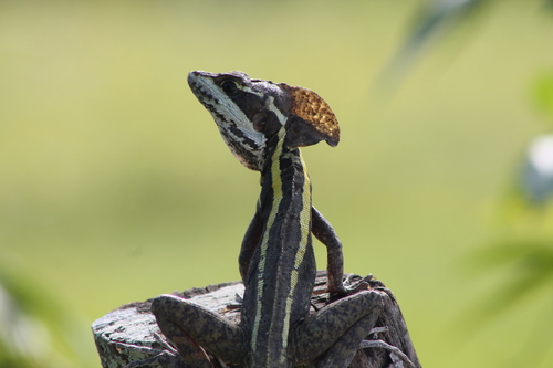 Brown Basilisk