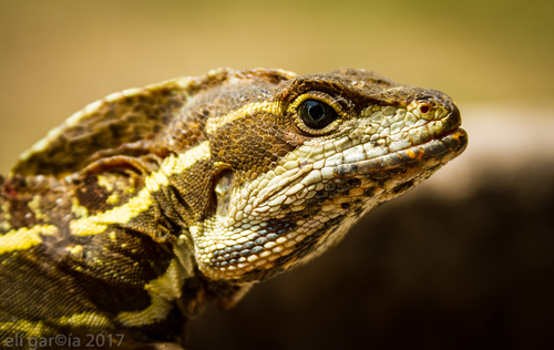 Brown Basilisk