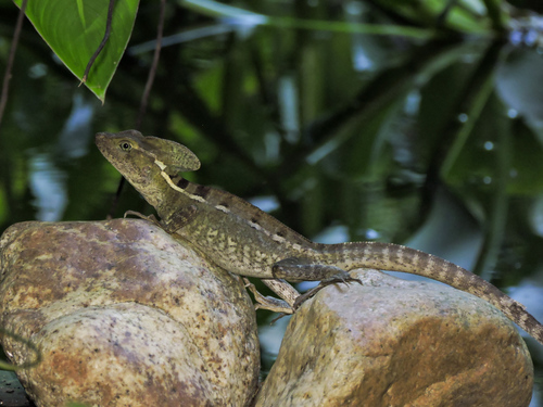 Brown Basilisk