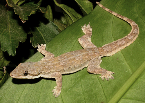 Flat-tailed House Gecko