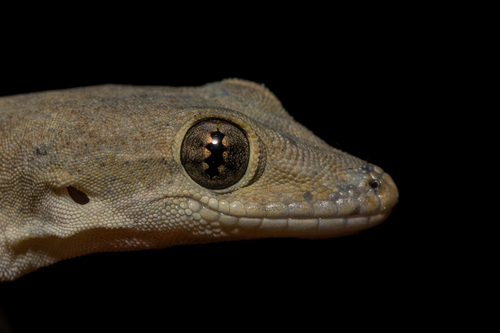 Flat-tailed House Gecko