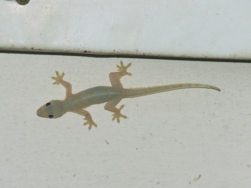 Flat-tailed House Gecko