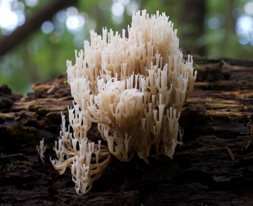crown-tipped coral fungus