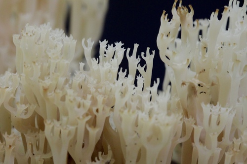 crown-tipped coral fungus