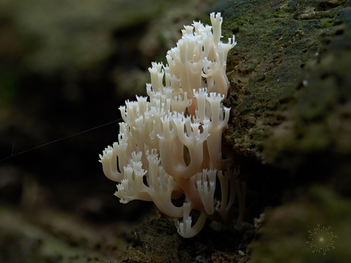 crown-tipped coral fungus
