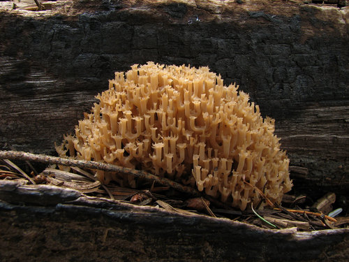 crown-tipped coral fungus
