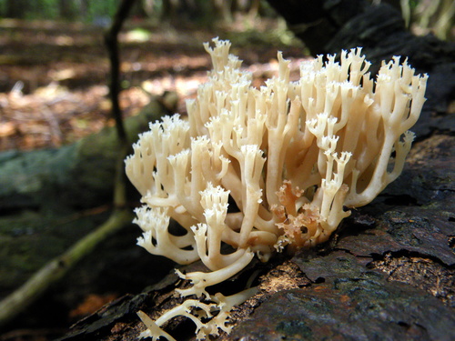 crown-tipped coral fungus