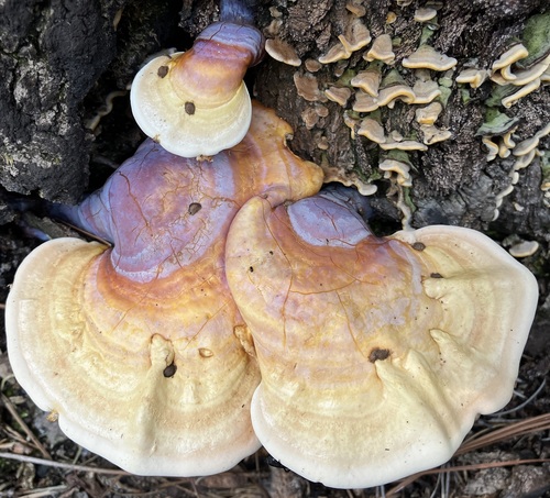 golden reishi