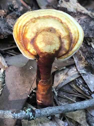 golden reishi