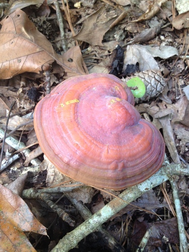 golden reishi