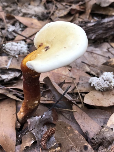 golden reishi