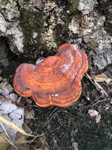 golden reishi