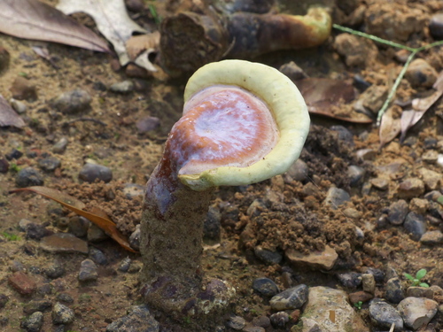 golden reishi